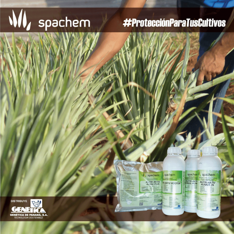 SPACHEM Protección para tus cultivos. STAND Feria de la piña 2018 ( La Chorrera )