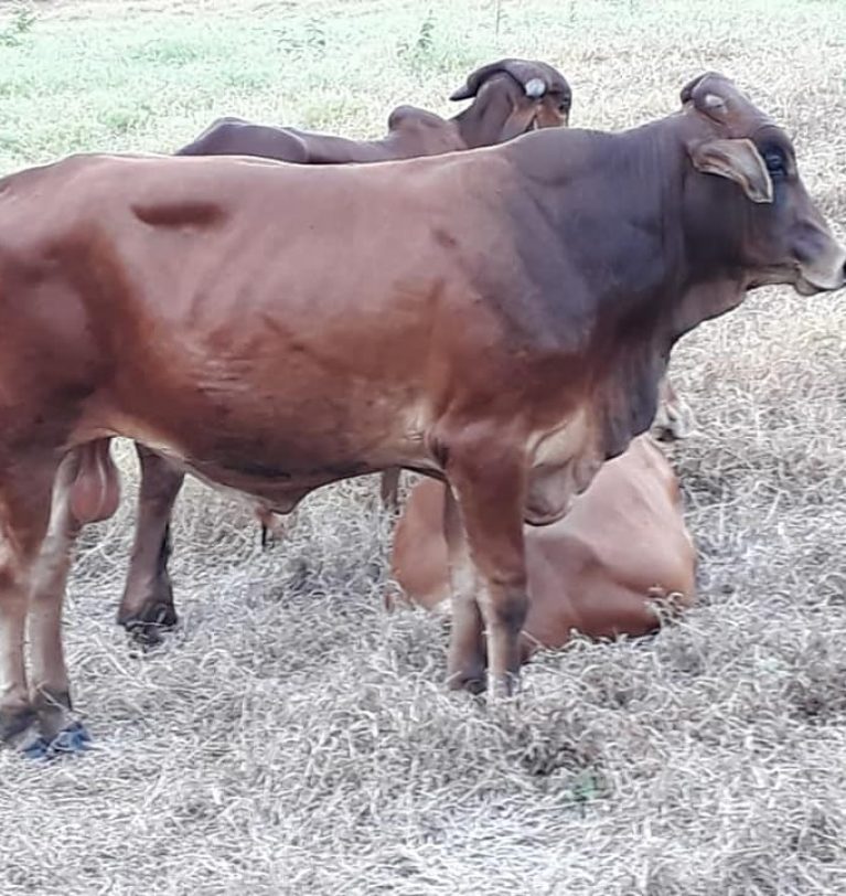 Progreso Genético ( Genética de Panamá )