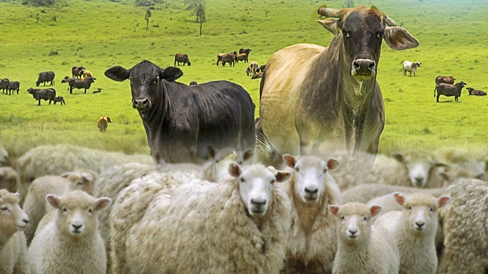 vacas-ovejas.jpg